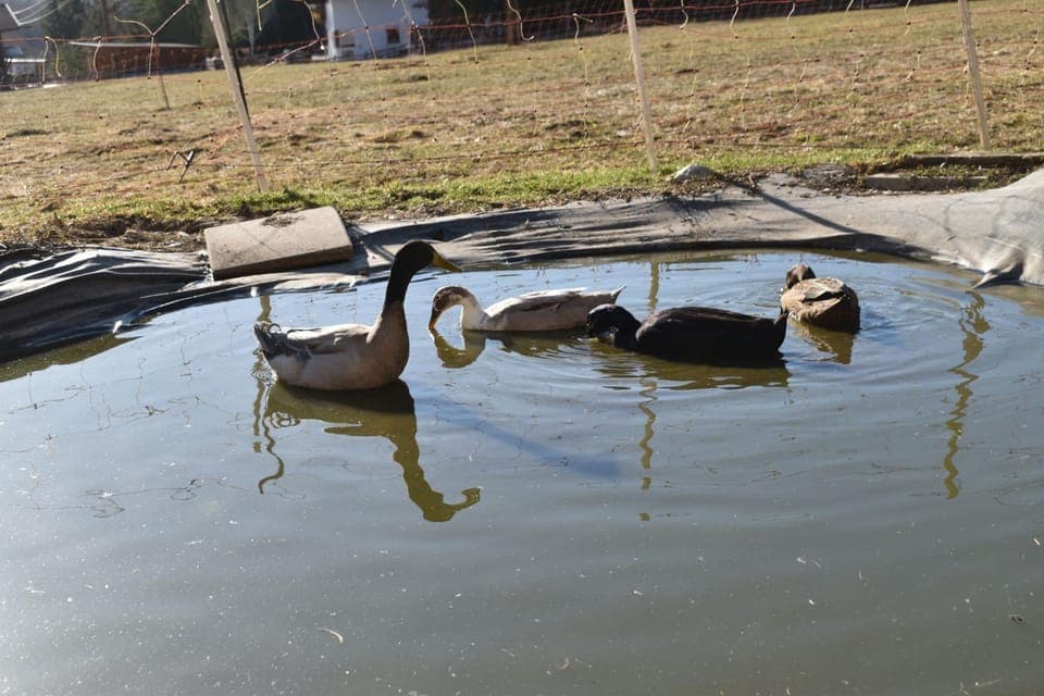 Spring, Animals, On site