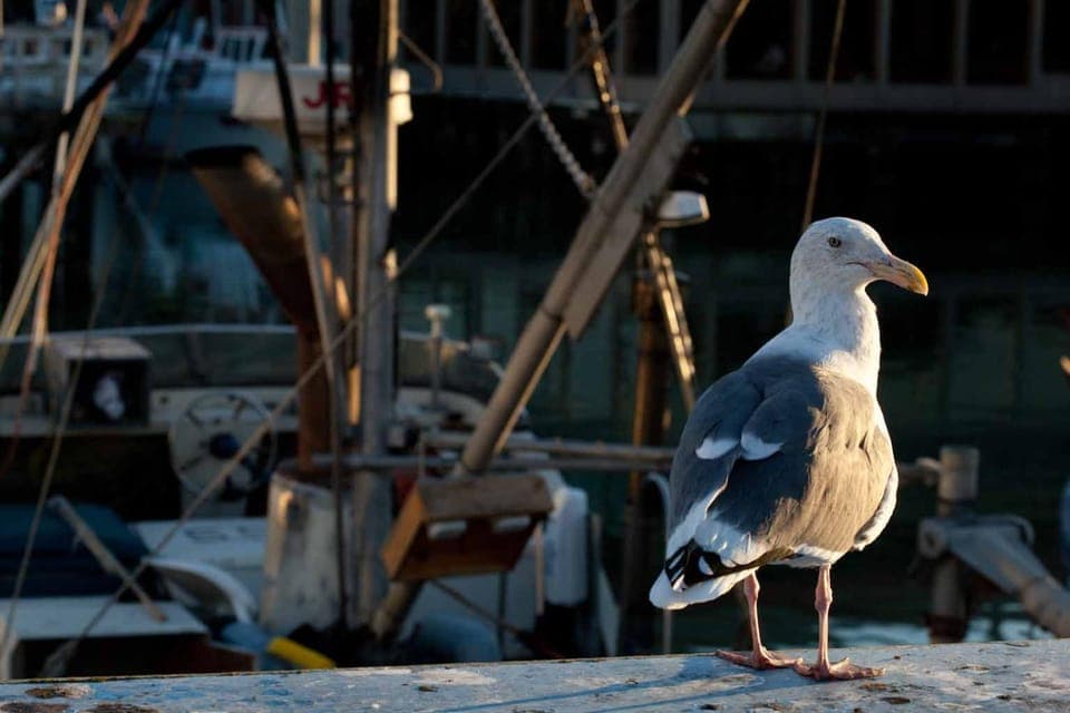 Natural landscape, Animals, Seasons, Sunrise