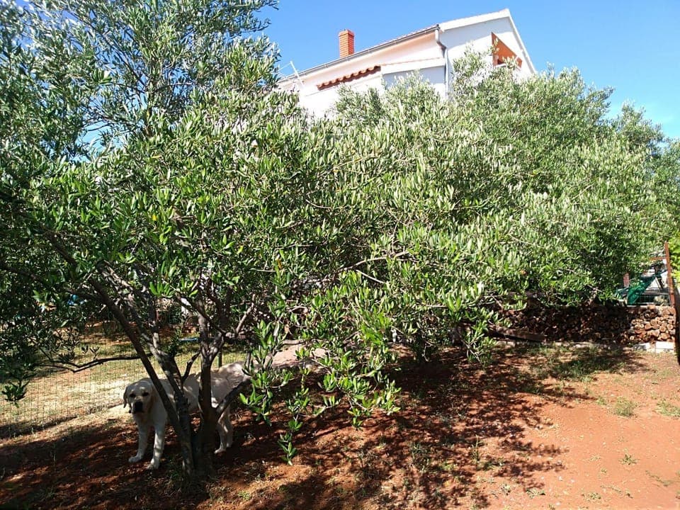 Garden, Pets