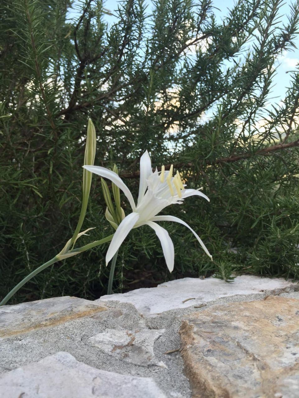 Natural landscape, Other