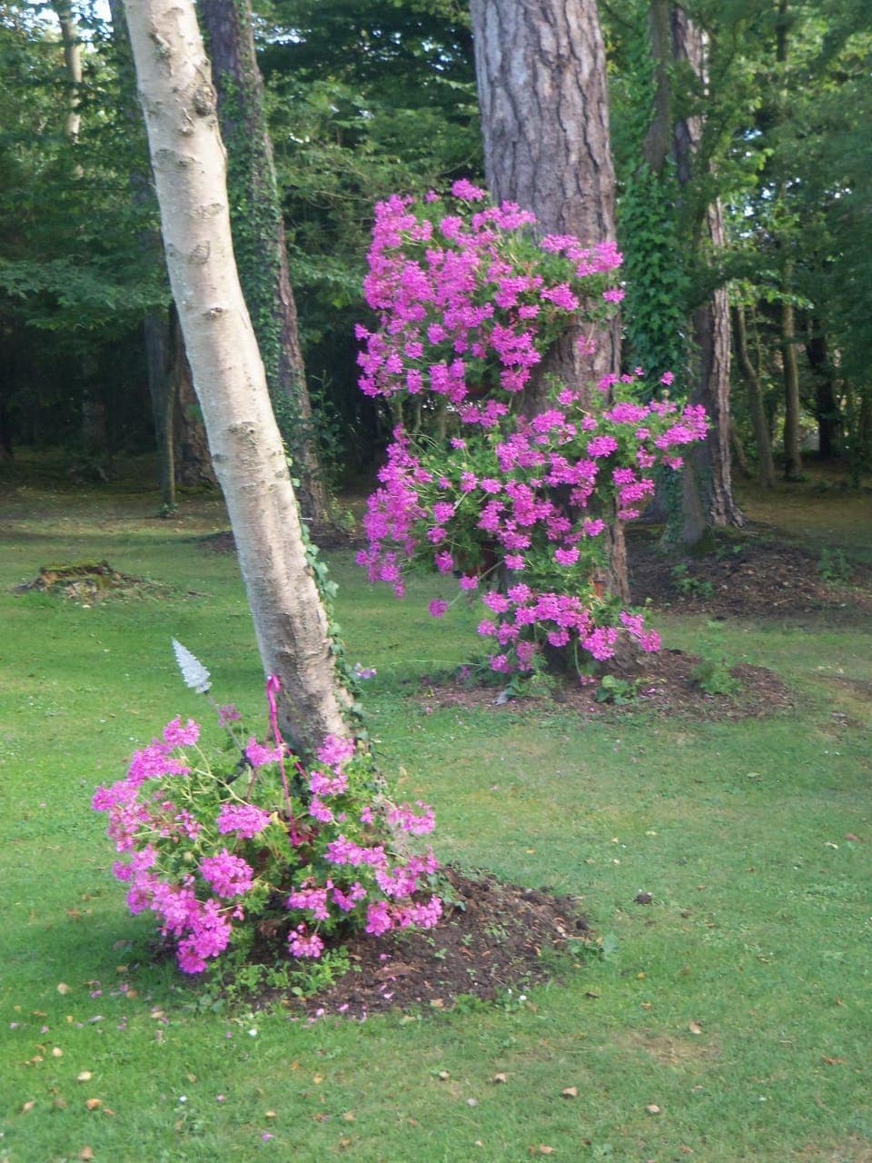 Natural landscape, Garden