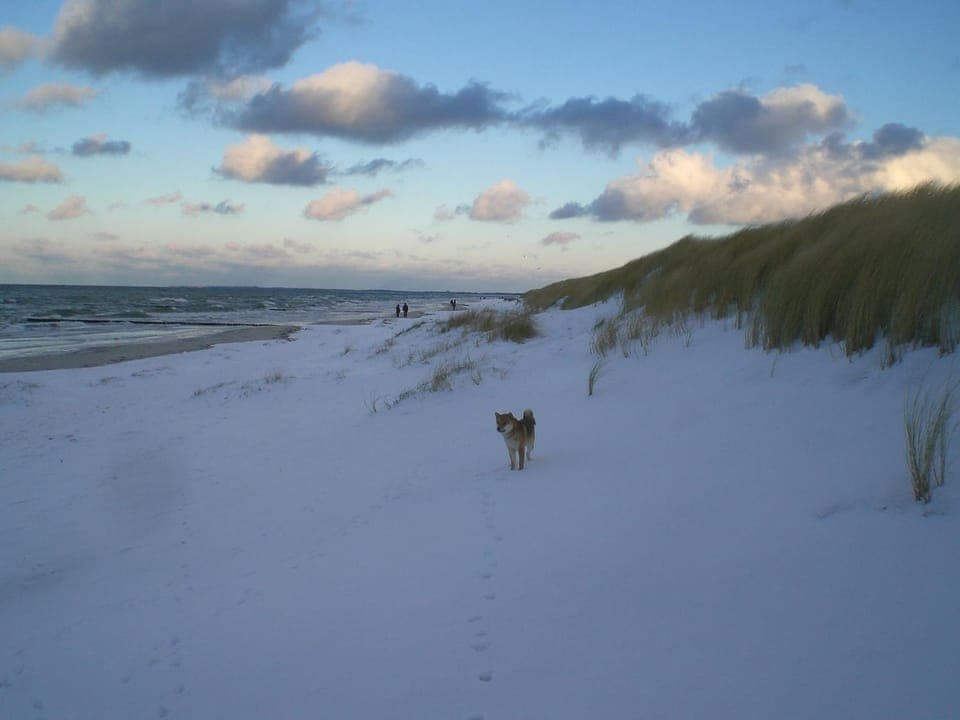Winter, Beach, Pets