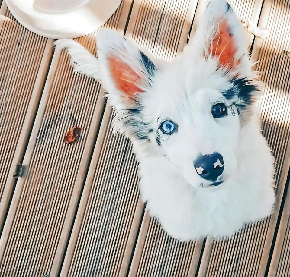 Animals, Animals, pet friendly