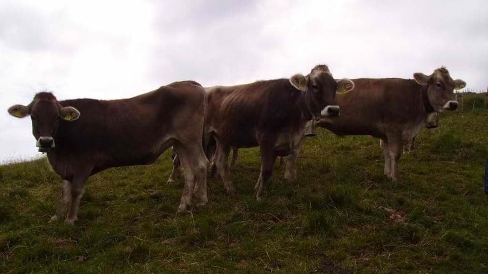 Property building, Animals, Animals