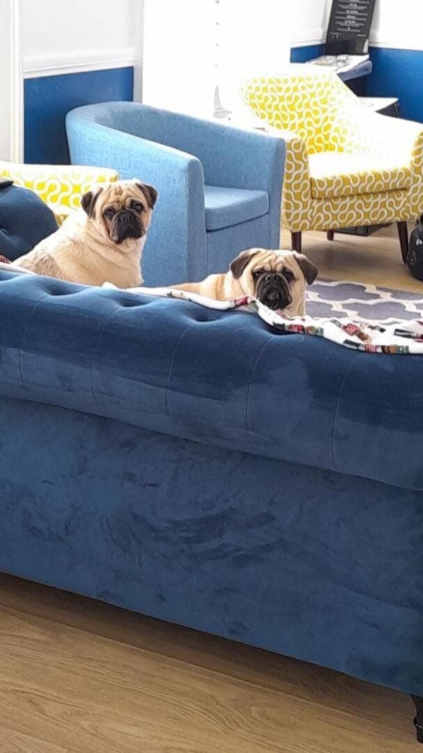 Pets, Pets, pet friendly, pet friendly