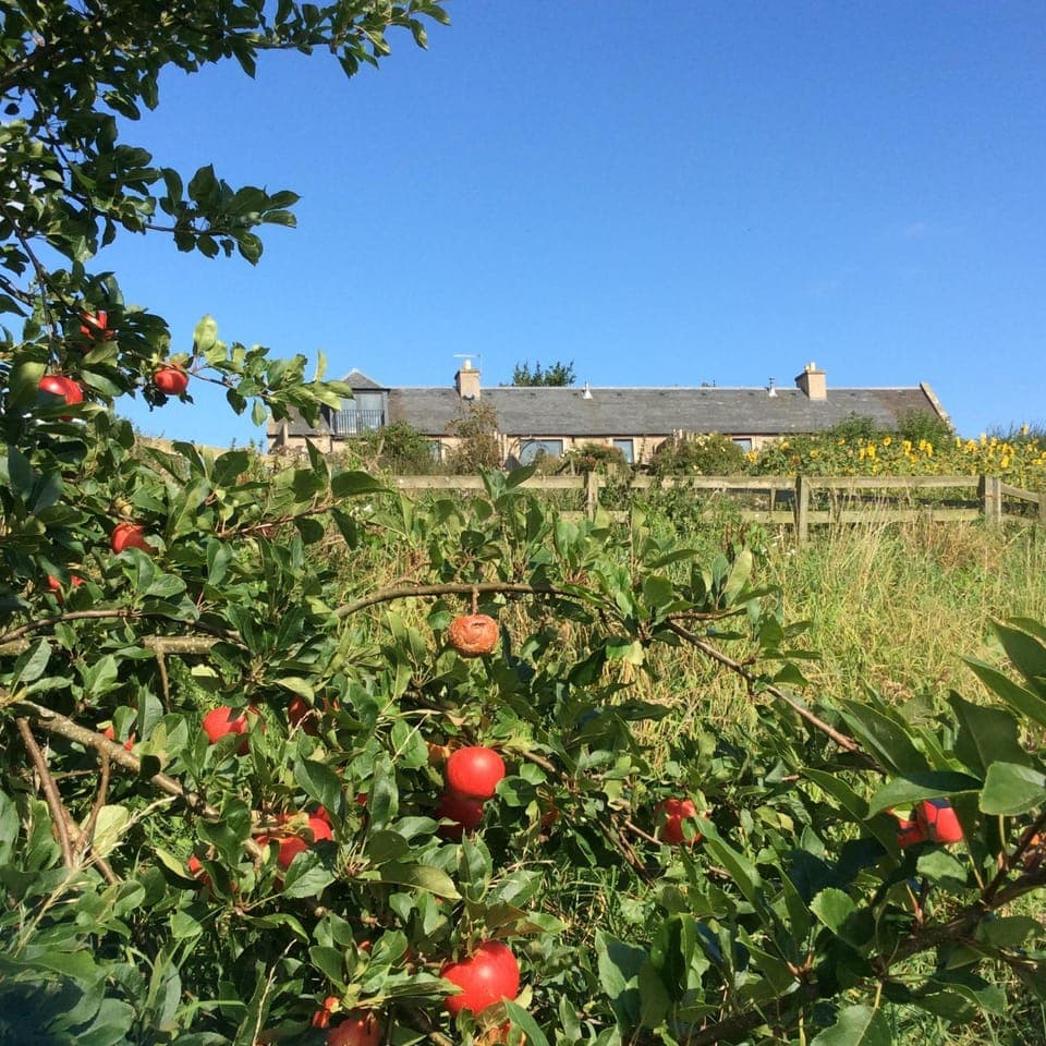 Property building, Garden, Garden view