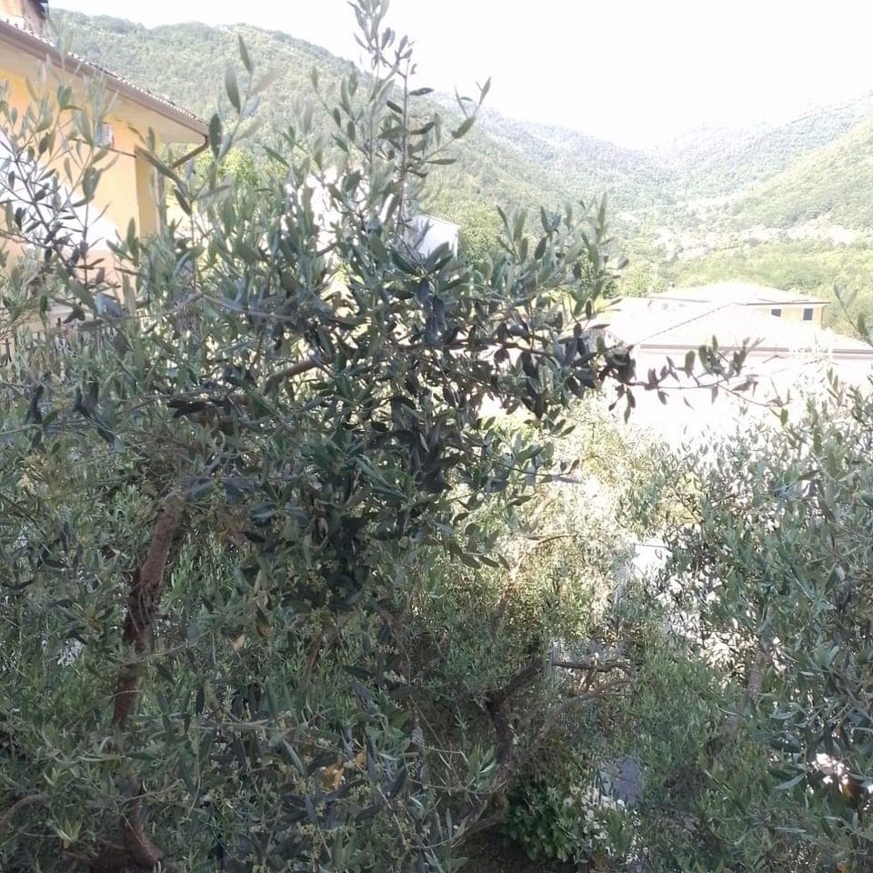 Inner courtyard view