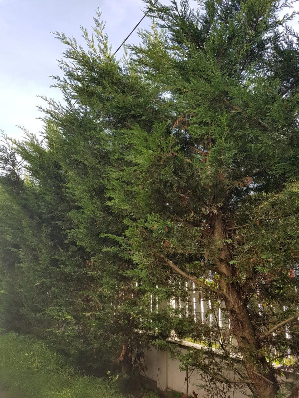 Garden view, Garden view