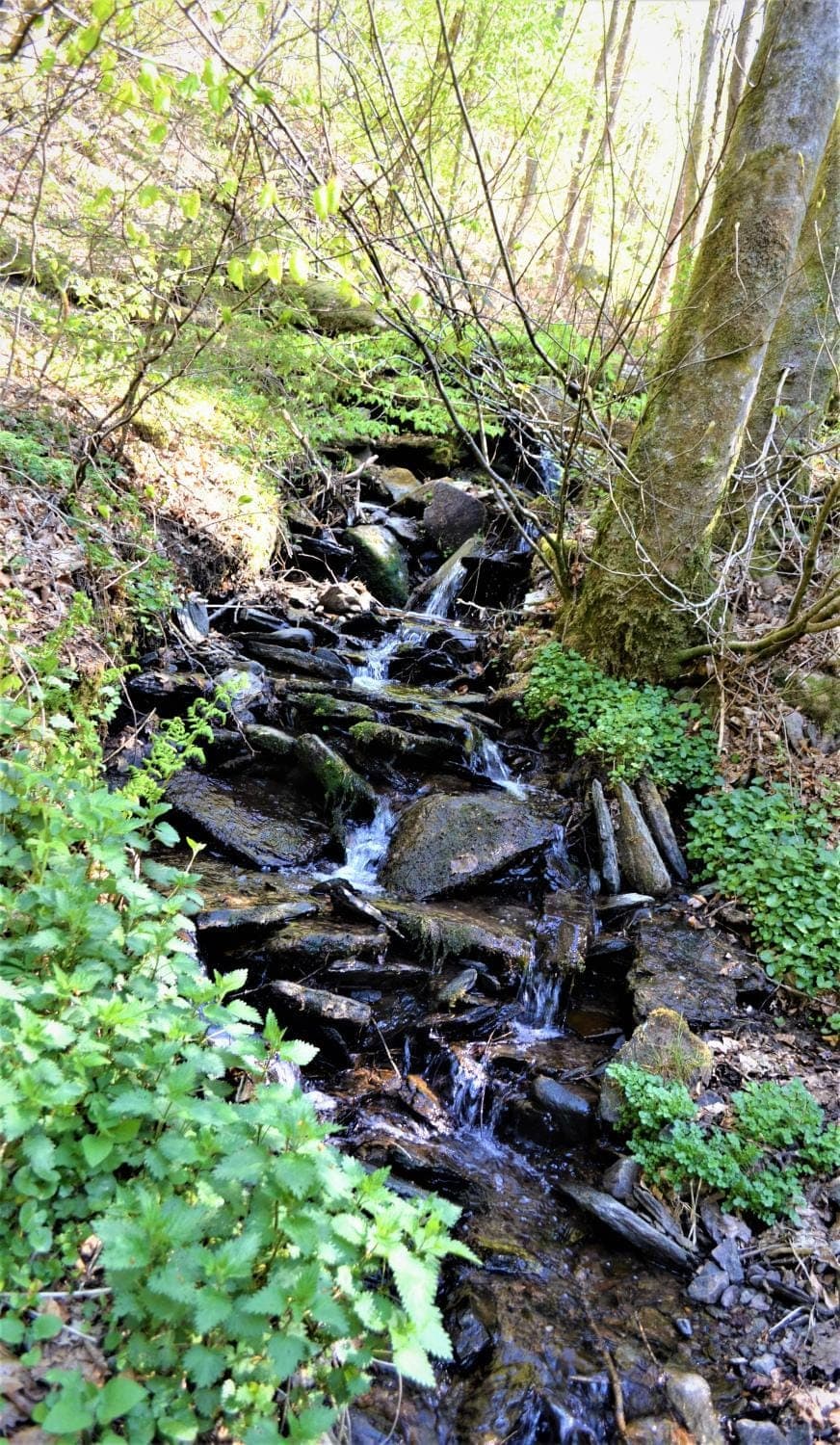 Natural landscape, Garden, Hiking