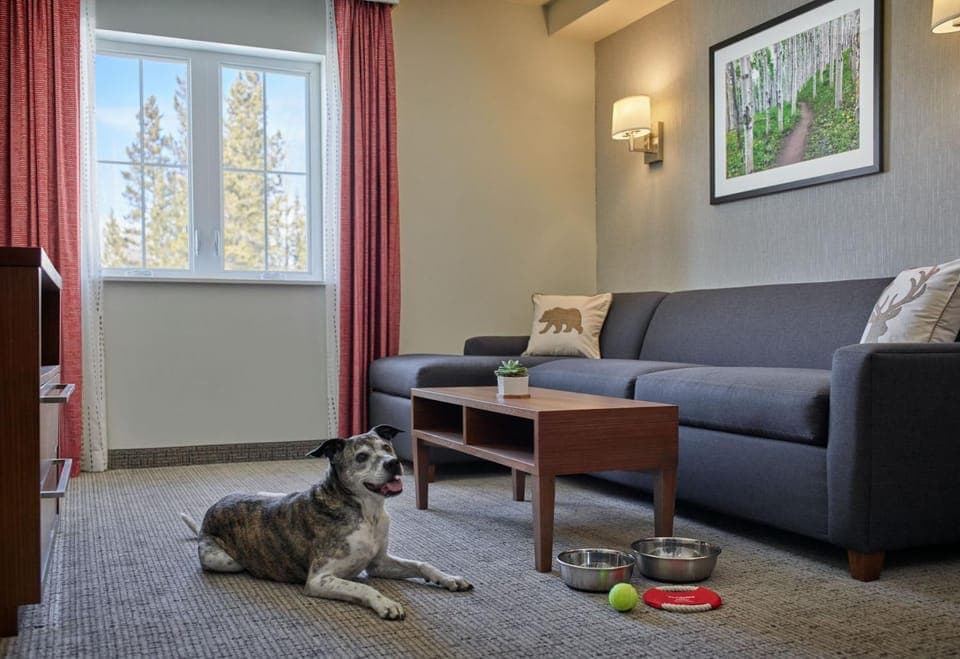 Living room, Seating area, Pets