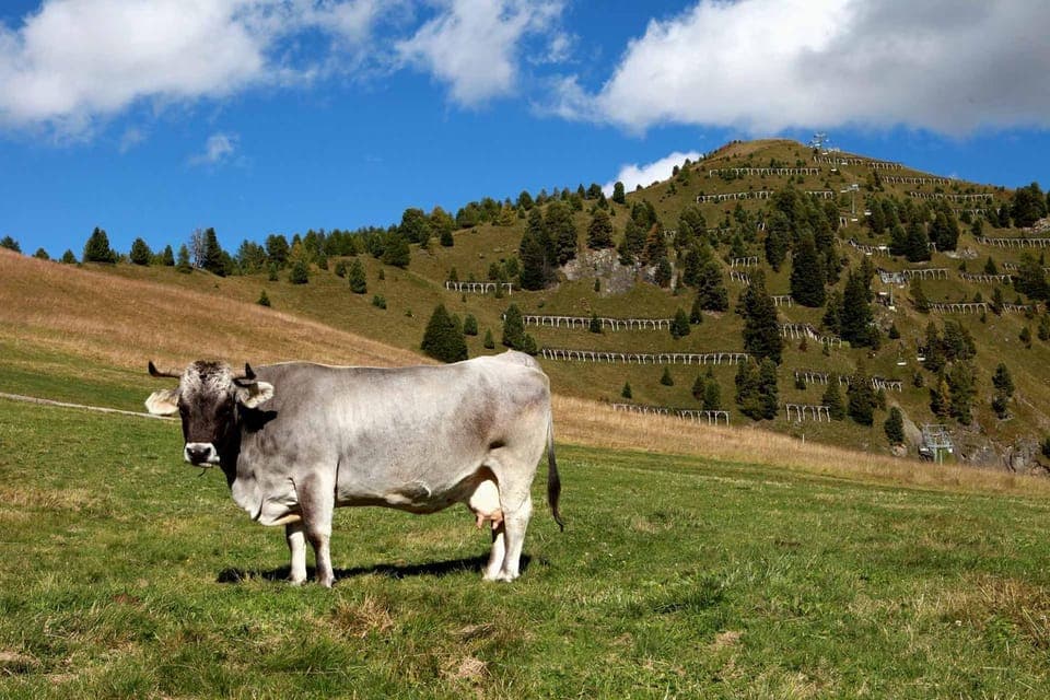 Day, Natural landscape, Animals