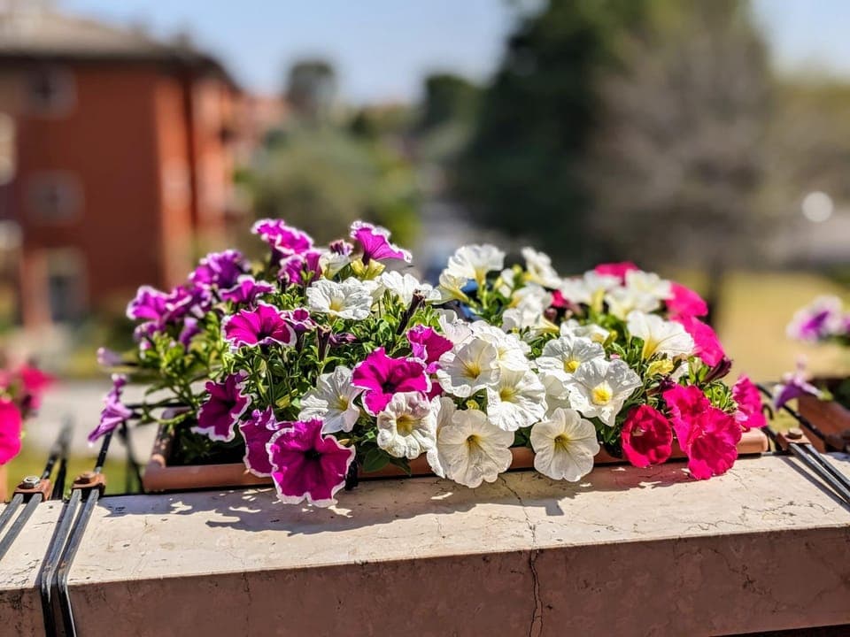 Spring