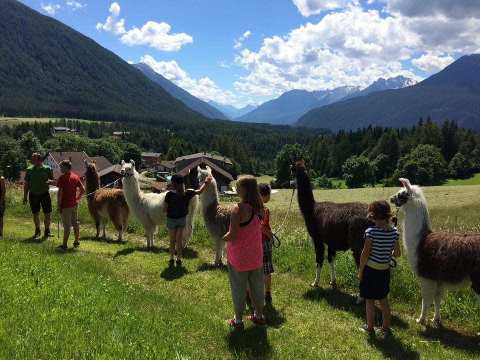 Summer, Hiking, On site, Pets