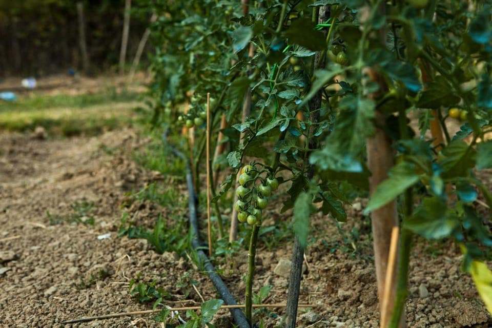 Property building, Garden
