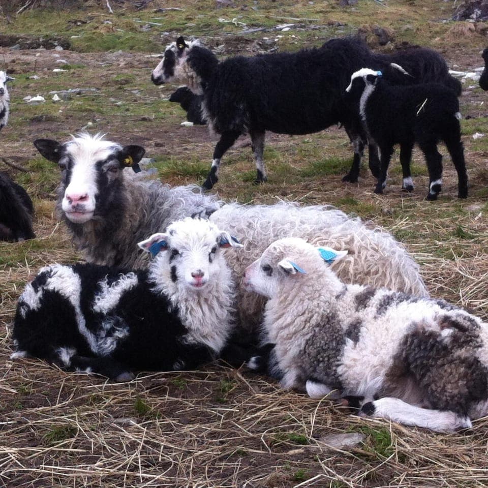 Animals