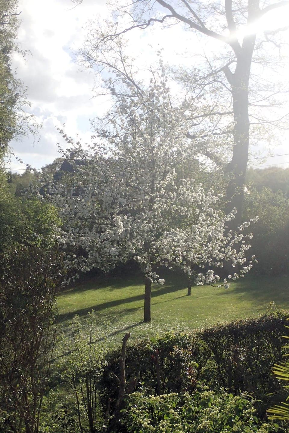 Spring, Garden, Garden