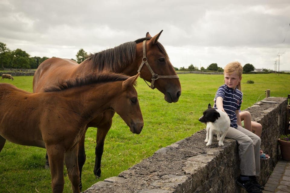Pets, Garden view