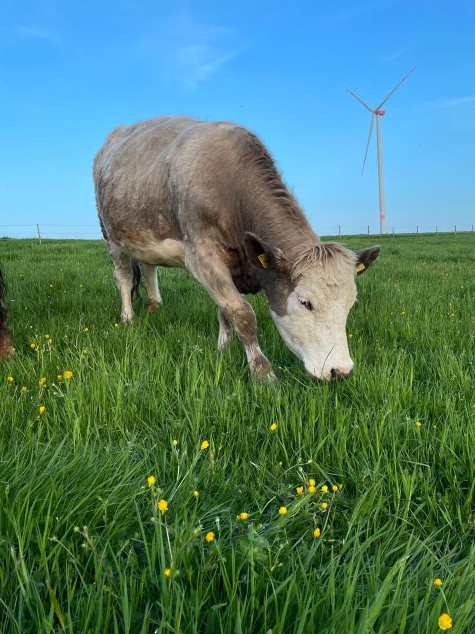 View (from property/room), Animals