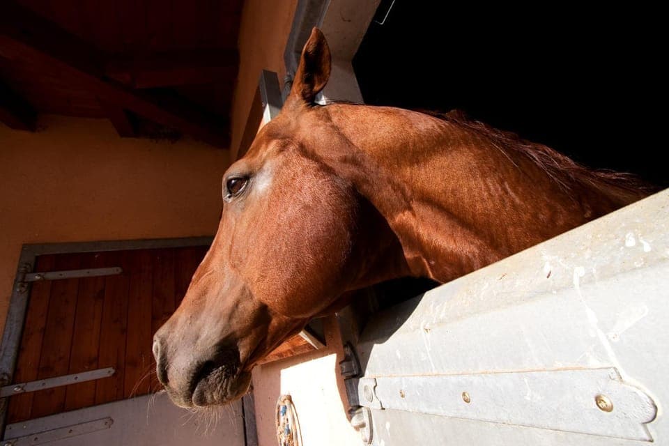 Horse-riding, Decorative detail