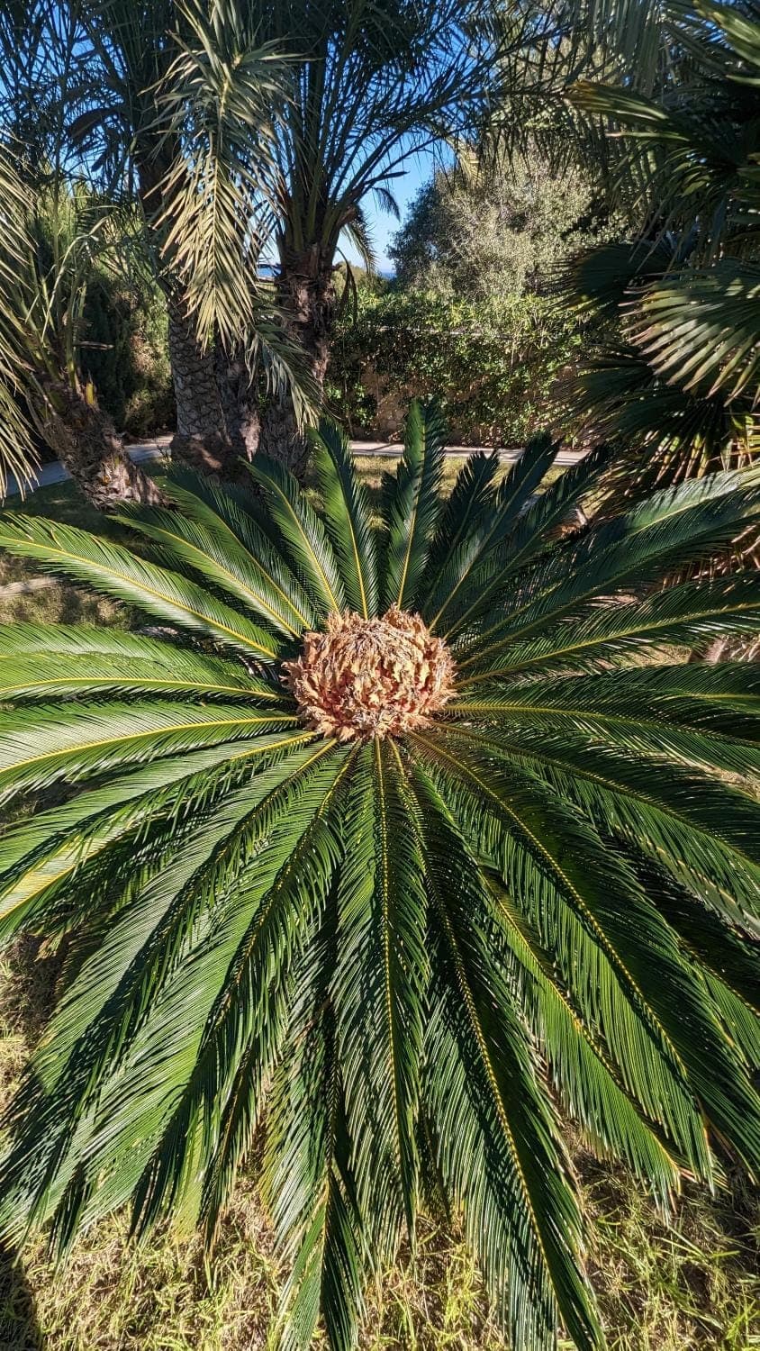 Natural landscape, Garden, Garden view