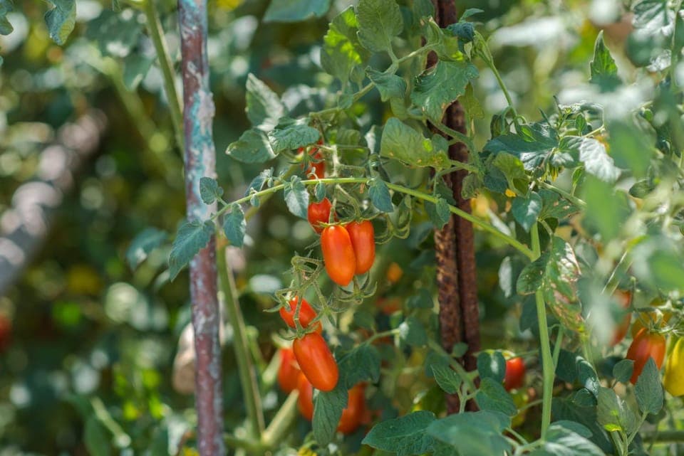 Garden, Food