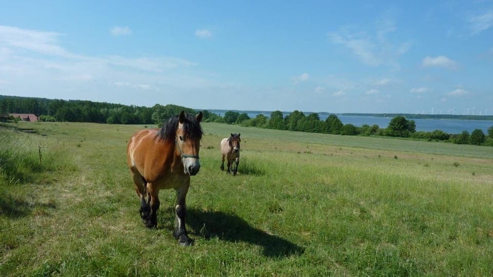 Natural landscape, Animals