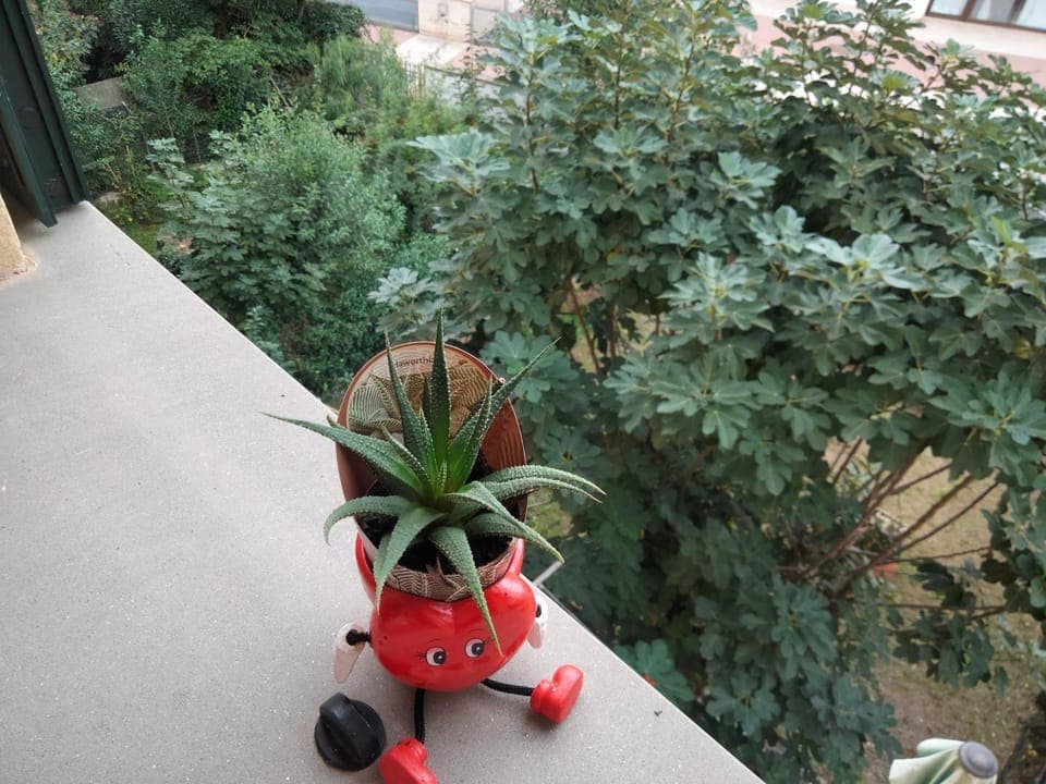 Property building, Garden view