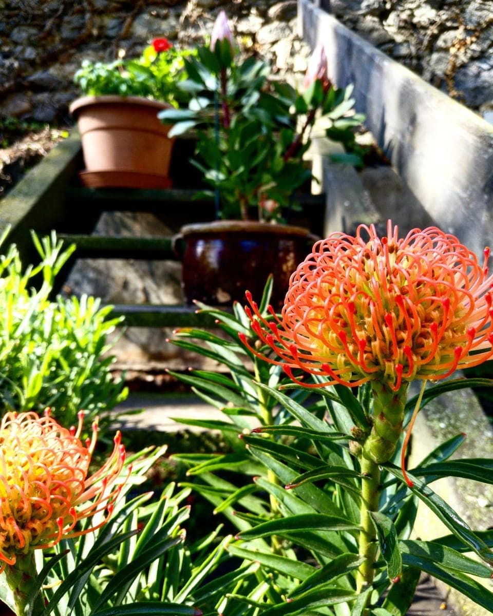 Garden, Decorative detail