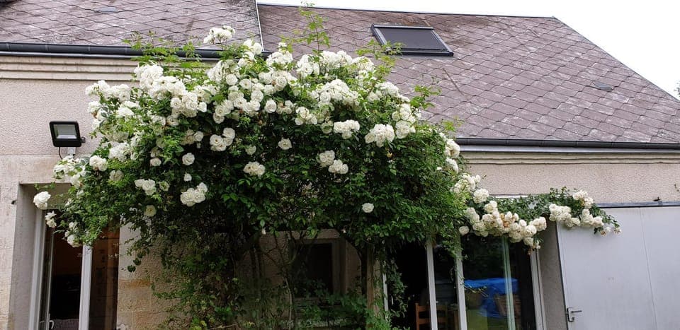 Garden, Inner courtyard view