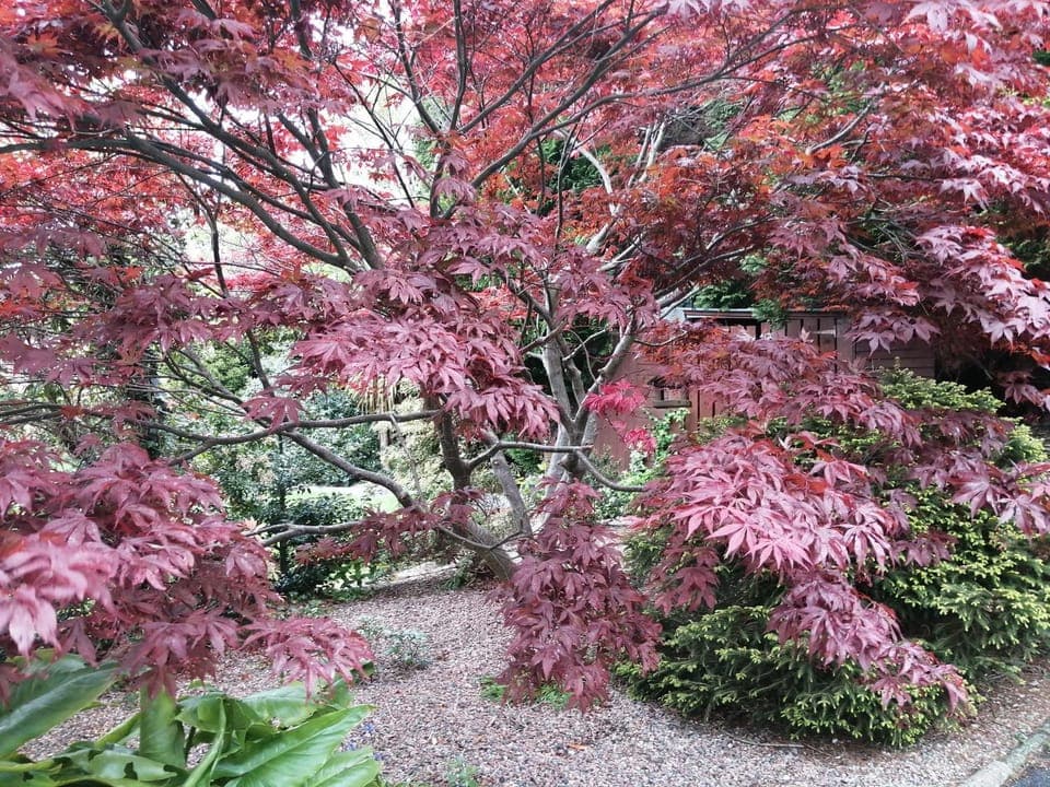 Garden, Other, Garden view