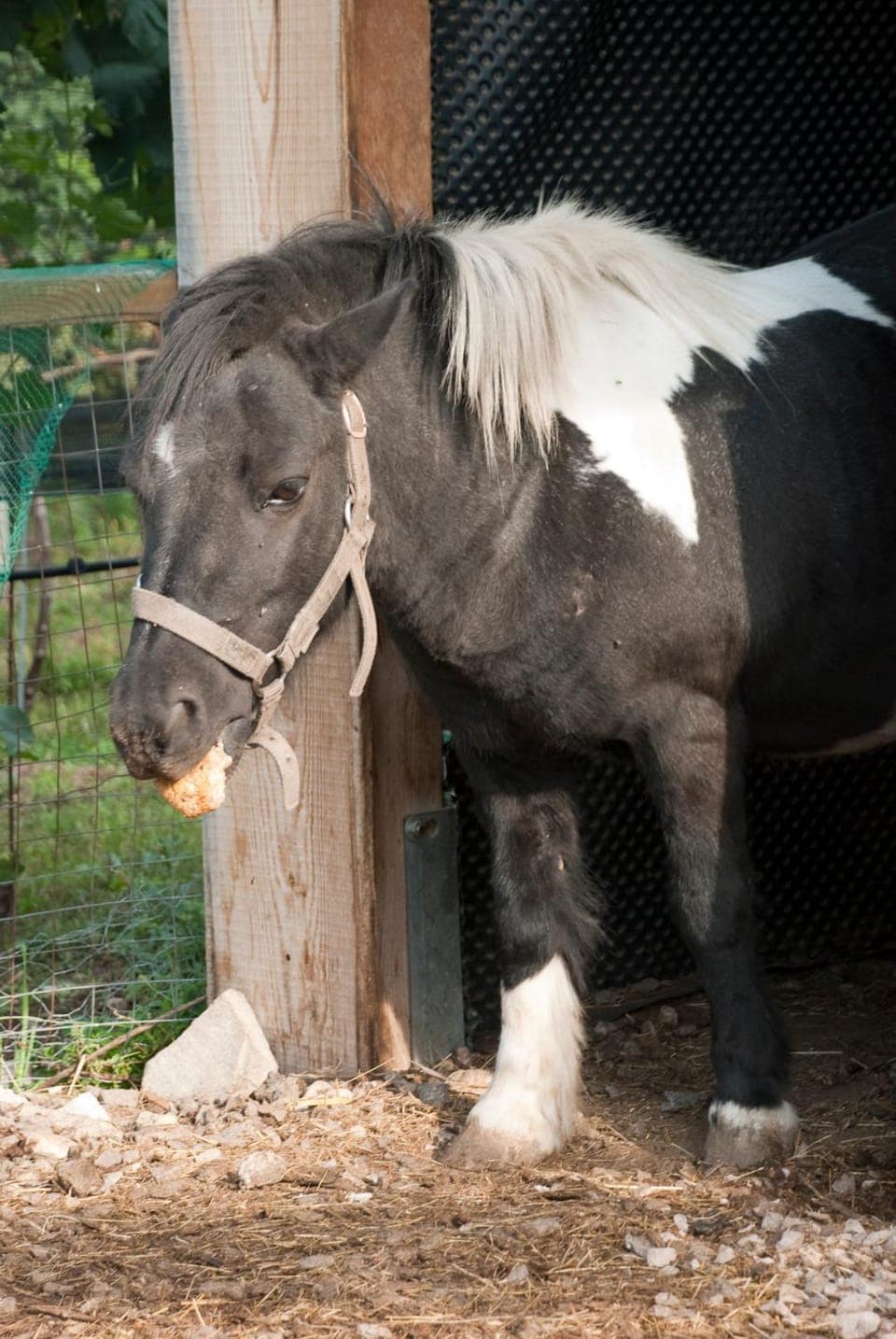 Horse-riding, Pets, Family
