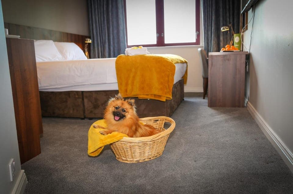 Bedroom, Pets