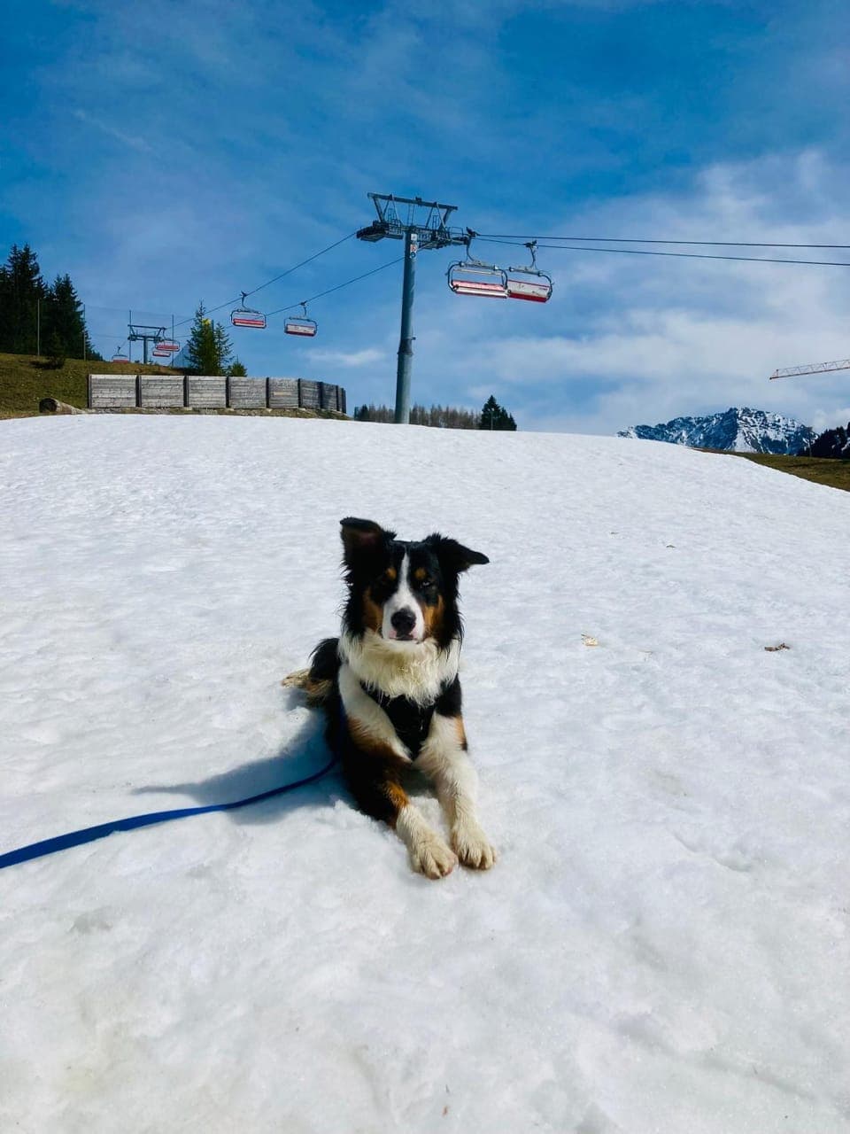 Winter, Skiing, Hiking, Pets, pet friendly