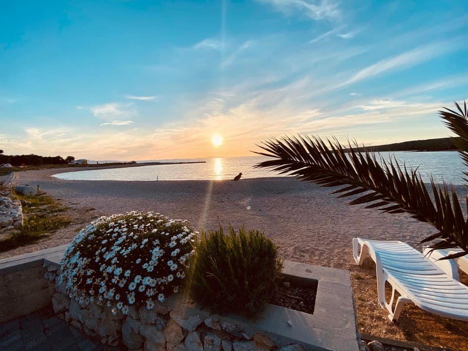 Beach, Pets, Pets, Sunset
