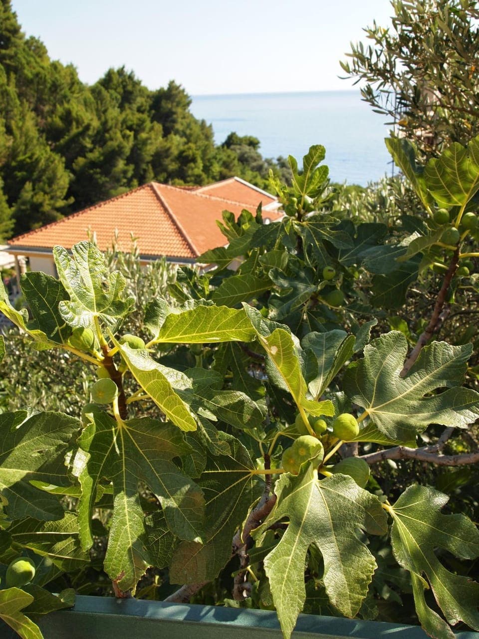 Garden view, Sea view, Street view
