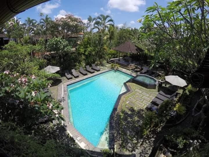 Garden, Garden view, Pool view, Swimming pool, sunbed