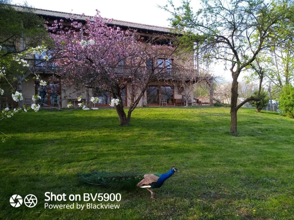 Property building, Garden