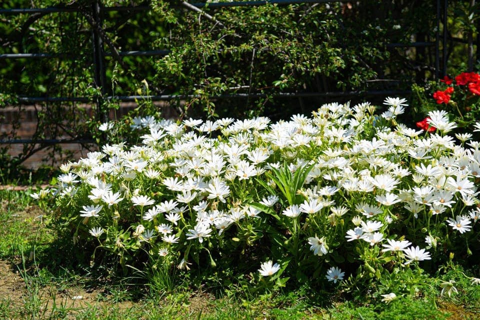Property building, Spring, Garden