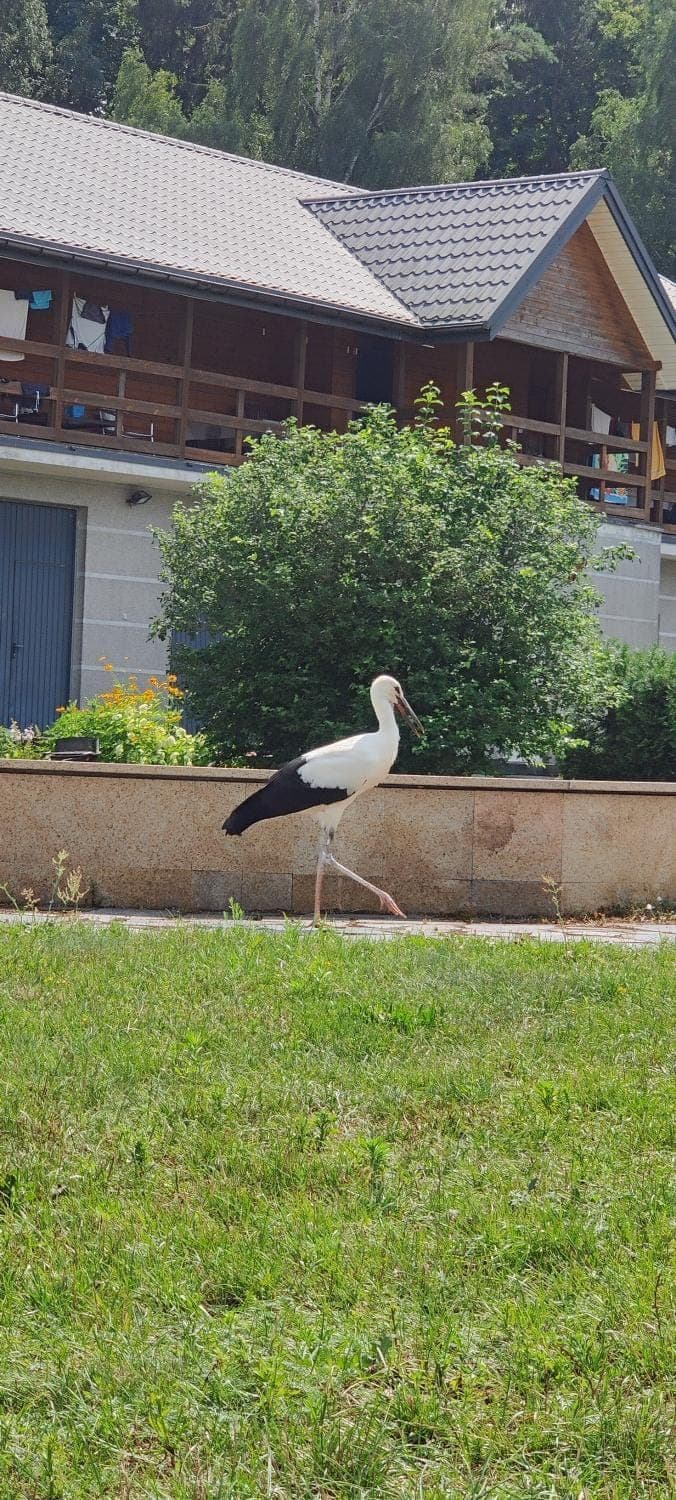 Property building, Animals