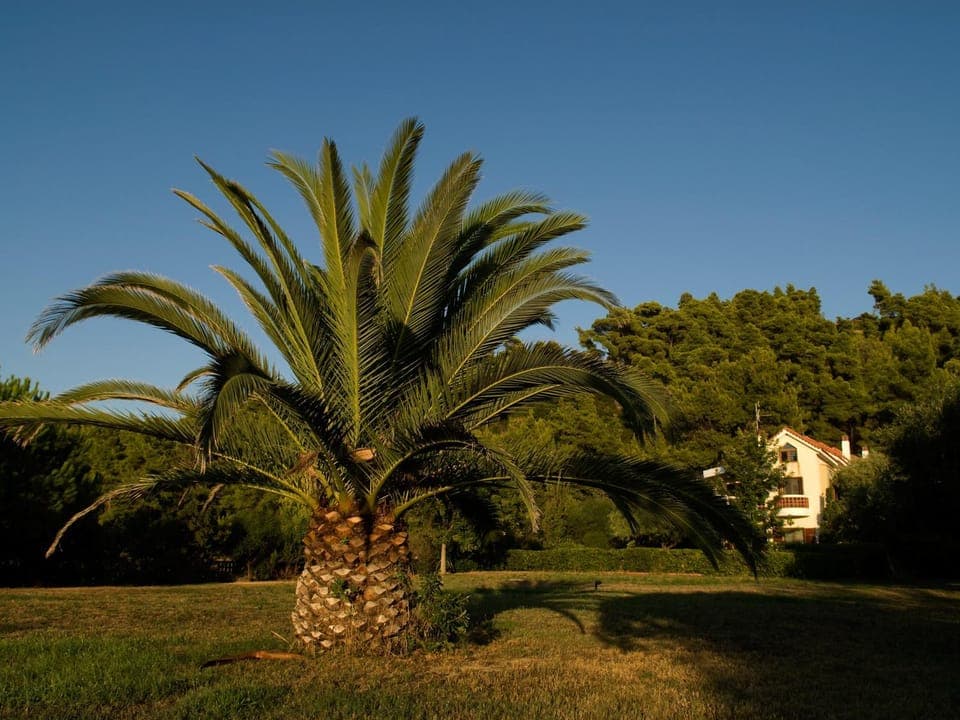 Neighbourhood, Natural landscape, Garden, Sports