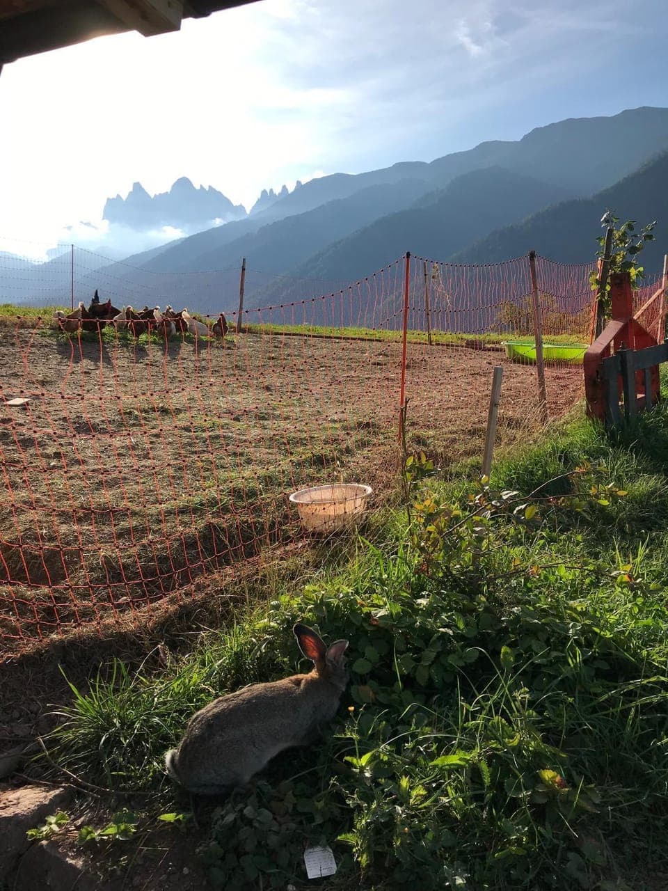 Natural landscape, Animals