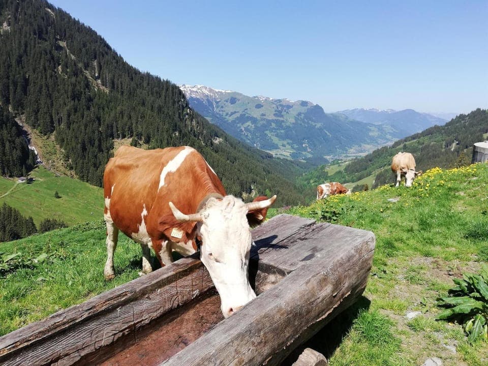 Day, Natural landscape, Animals