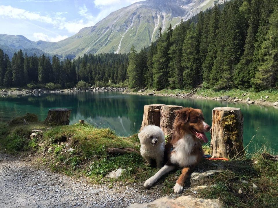 Animals, Pets, Mountain view