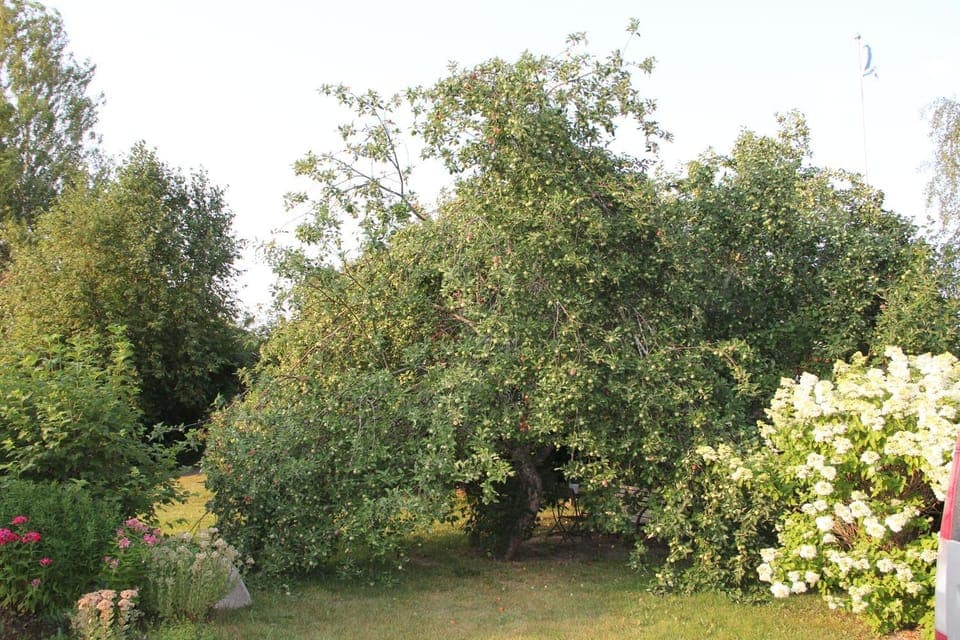 Property building, Garden view