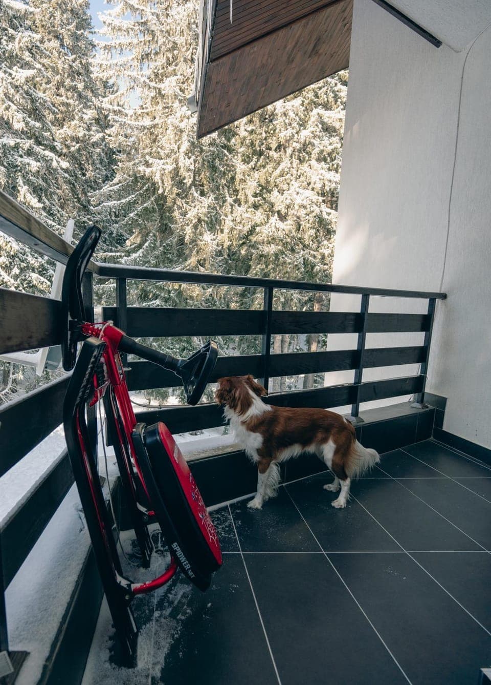 Balcony/Terrace, Pets