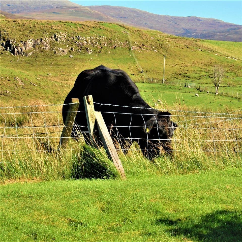Animals, Mountain view