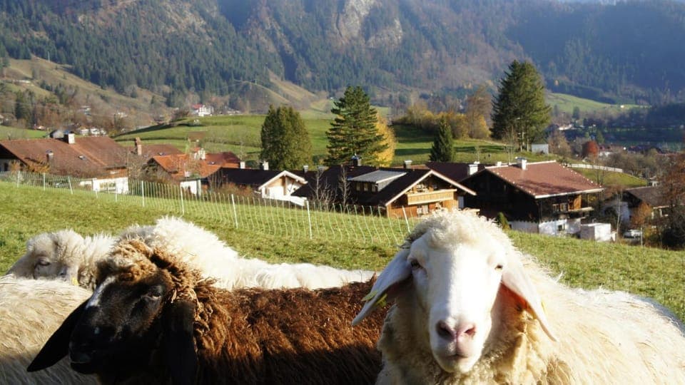 Neighbourhood, Animals, Mountain view