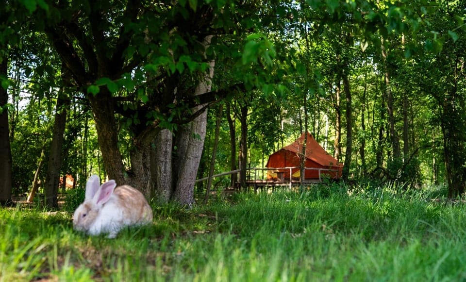 Natural landscape, Animals