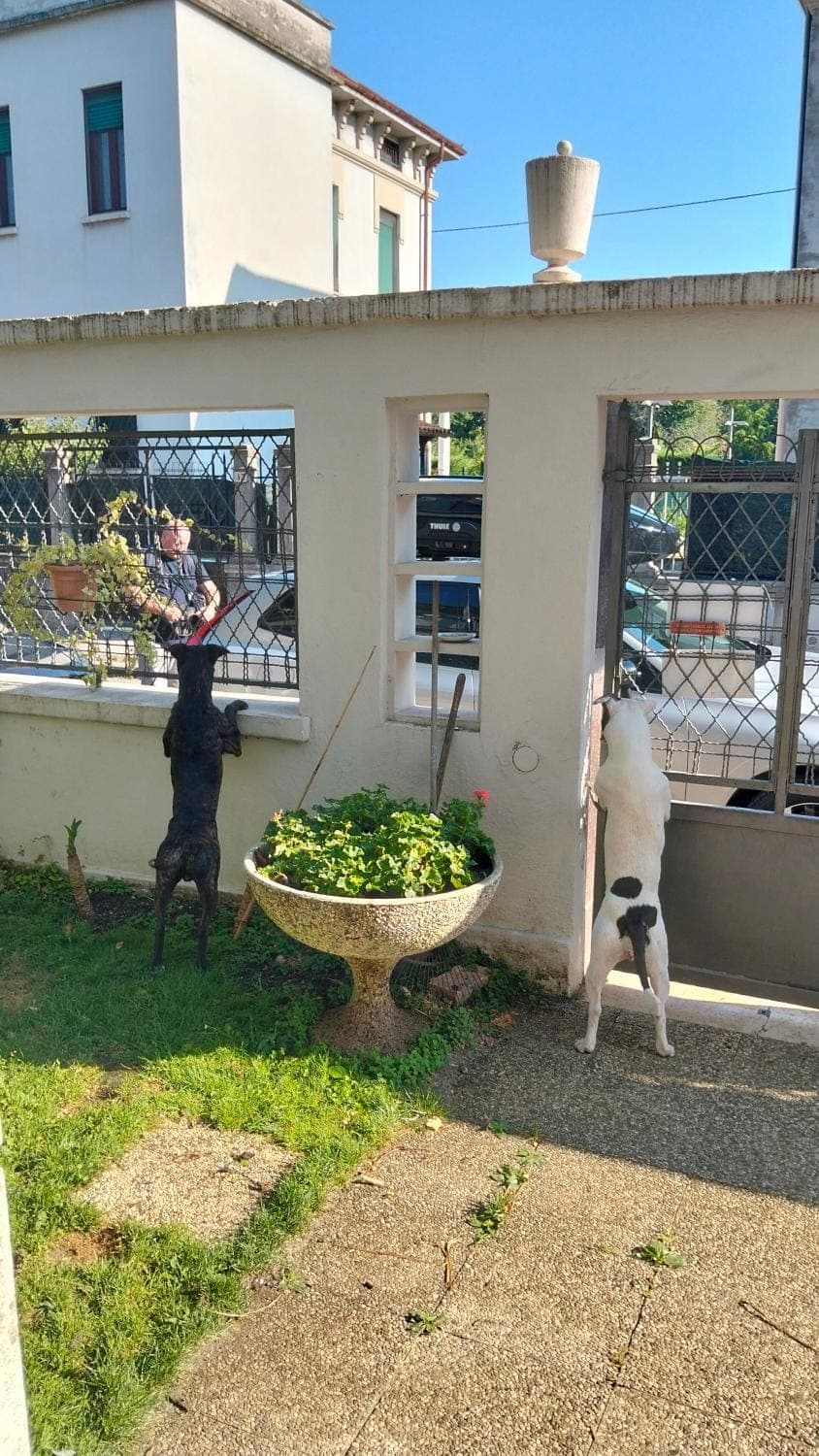 Property building, Staff, Day, View (from property/room), Balcony/Terrace, Pets, internet