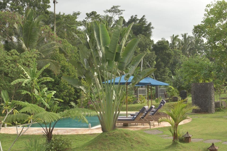 Garden, Pool view, Swimming pool, sunbed
